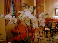 Orchids in the Nice hotel cafe