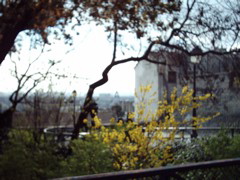 blurry Eiffel and Forsythia